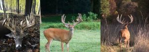 Whitetail Deer Hunting Ohio Corporate Packages Hunts Extreme World Class Whitetails