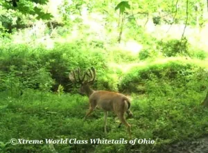 Ohio Whitetail Deer Hunting Trail Cam Picture