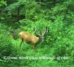 Ohio Whitetail Deer Hunting Trail Cam Picture