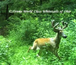 Ohio Whitetail Deer Hunting Trail Cam Picture