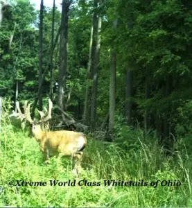 Ohio Whitetail Deer Hunting Trail Cam Picture