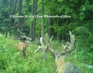 Ohio Whitetail Deer Hunting Trail Cam Picture