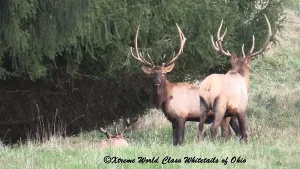 Elk Hunting Ohio