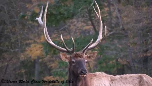 Elk Hunting Ohio
