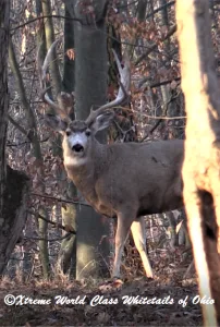 Mule Deer Hunting Xtreme World Class Whitetails Ohio