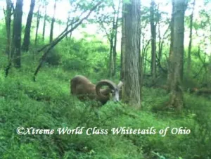 Ohio Whitetail Deer Hunting Trail Cam Picture