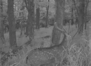 Ohio Whitetail Deer Hunting Trail Cam Picture