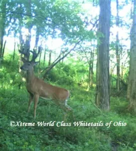 Ohio Whitetail Deer Hunting Trail Cam Picture