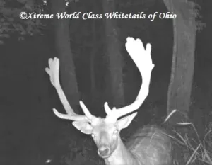 Ohio Whitetail Deer Hunting Trail Cam Picture