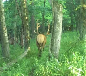 Ohio Whitetail Deer Hunting Trail Cam Picture