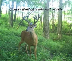 Ohio Whitetail Deer Hunting Trail Cam Picture