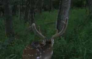 Ohio Whitetail Deer Hunting Trail Cam Picture