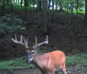 Ohio Whitetail Deer Hunting Trail Cam Picture