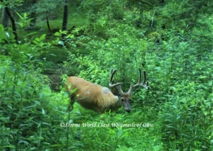 Ohio Whitetail Deer Hunting Trail Cam Picture