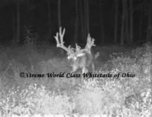 Ohio Whitetail Deer Hunting Trail Cam Picture