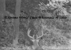 Ohio Whitetail Deer Hunting Trail Cam Picture
