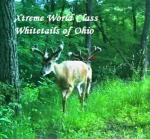 Ohio Whitetail Deer Hunting Trail Cam Picture