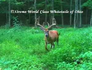Ohio Whitetail Deer Hunting Trail Cam Picture
