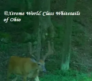 Ohio Whitetail Deer Hunting Trail Cam Picture