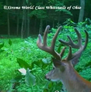 Ohio Whitetail Deer Hunting Trail Cam Picture