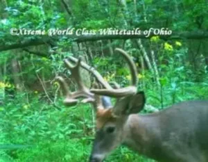 Ohio Whitetail Deer Hunting Trail Cam Picture