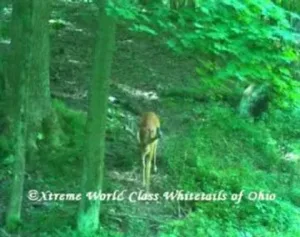 Ohio Whitetail Deer Hunting Trail Cam Picture