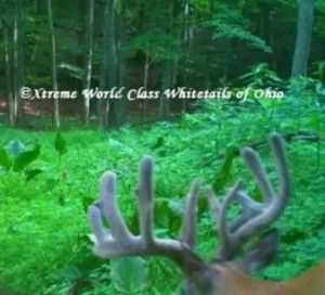Ohio Whitetail Deer Hunting Trail Cam Picture
