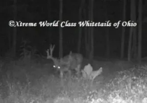 Ohio Whitetail Deer Hunting Trail Cam Picture