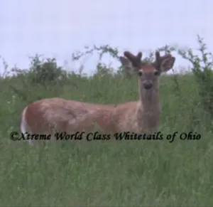 Ohio Whitetail Deer Hunting Trail Cam Picture