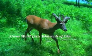 Ohio Whitetail Deer Hunting Trail Cam Picture