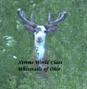 Ohio Whitetail Deer Hunting Trail Cam Picture