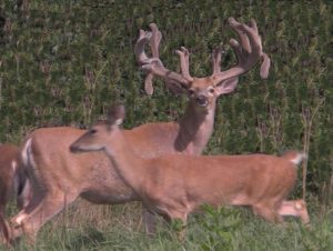 Extreme Whitetail Guided World Record Deer Hunting Ohio