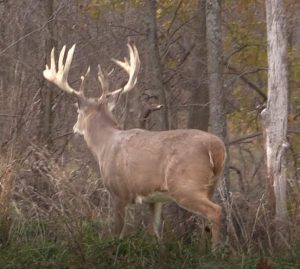 Extreme Whitetail Guided World Record Deer Hunting Ohio