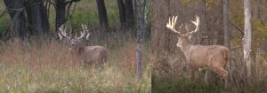 Whitetail Deer Hunting Ohio Corporate Packages Hunts Extreme World Class Whitetails