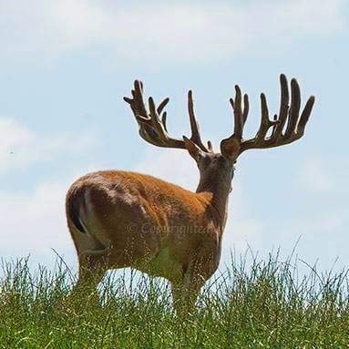 Whitetail Deer Hunting Information Ohio