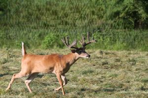 Whitetail Deer Hunting Ohio High Fence 2024