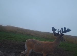 Whitetail Deer Hunting Ohio High Fence 2024