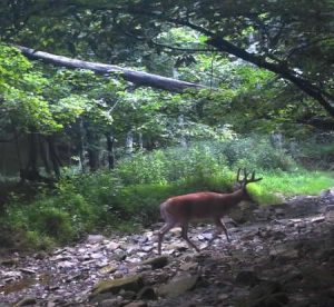 Whitetail Deer Hunting Ohio High Fence 2024