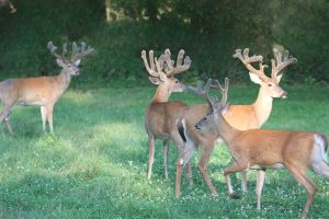 Trail Cam Whitetail Deer Hunting Ohio High Fence