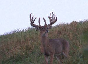 Trail Cam Whitetail Deer Hunting Ohio High Fence