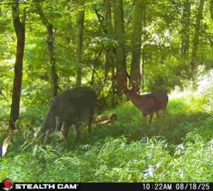 Trail Cam Whitetail Deer Hunting Ohio High Fence