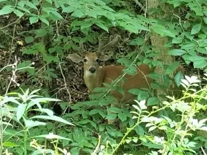 Ohio Whitetail Deer Hunting Trail Cam Picture