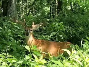 Ohio Whitetail Deer Hunting Trail Cam Picture