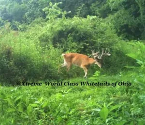 Ohio Whitetail Deer Hunting Trail Cam Picture