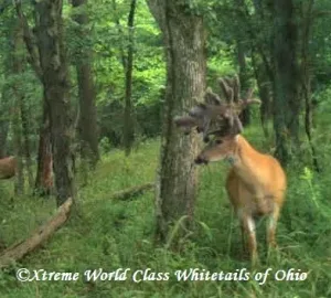 Ohio Whitetail Deer Hunting Trail Cam Picture