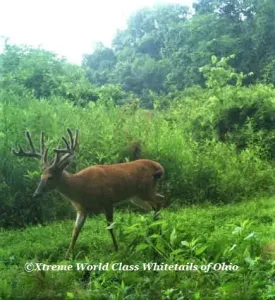 Ohio Whitetail Deer Hunting Trail Cam Picture