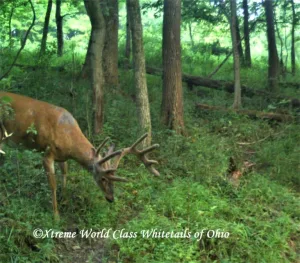 Ohio Whitetail Deer Hunting Trail Cam Picture