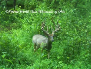 Ohio Whitetail Deer Hunting Trail Cam Picture