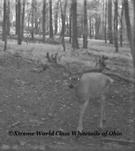 Ohio Whitetail Deer Hunting Trail Cam Picture