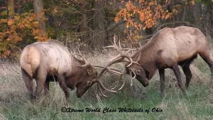 Elk Hunting Ohio